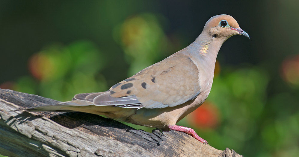 2019 dove